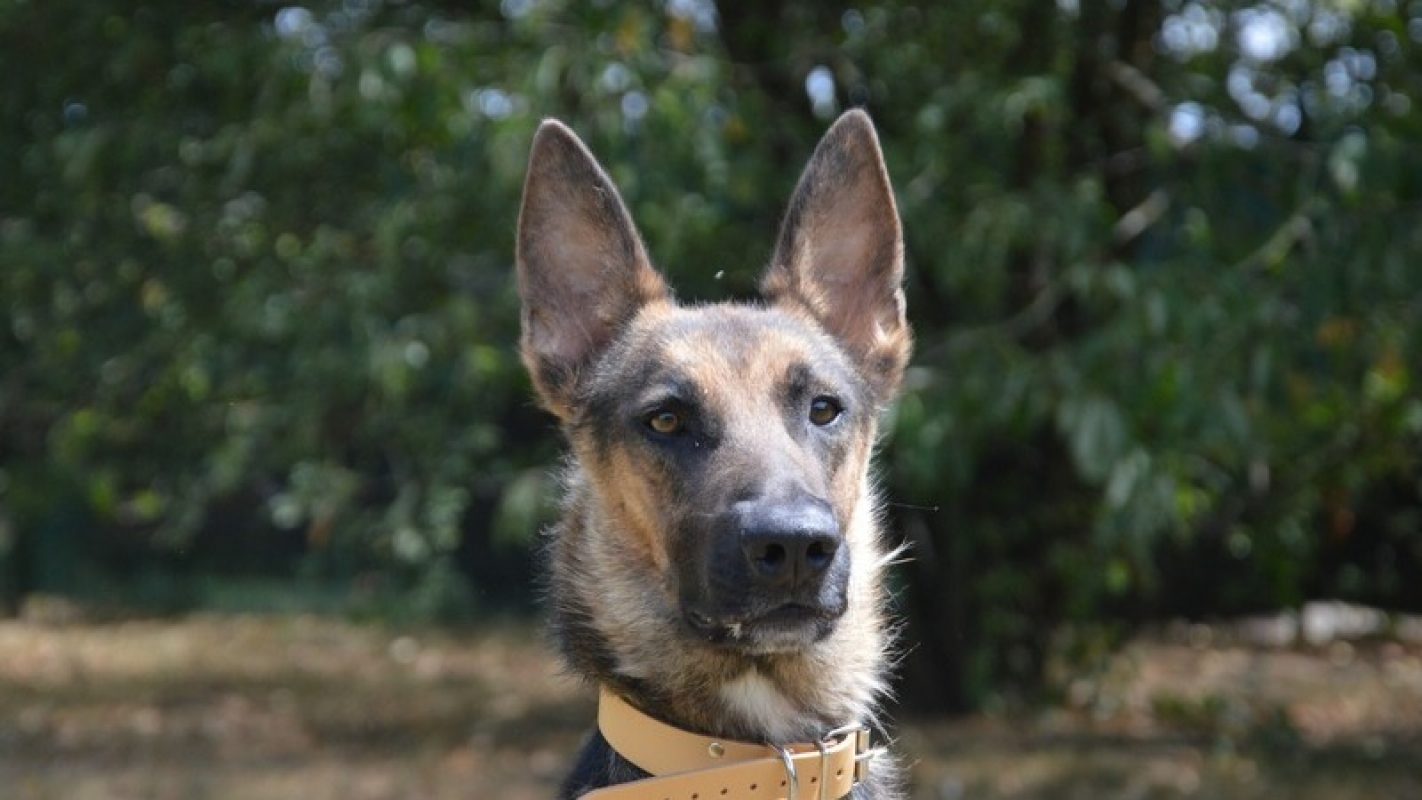 Loki - Chien à adopter