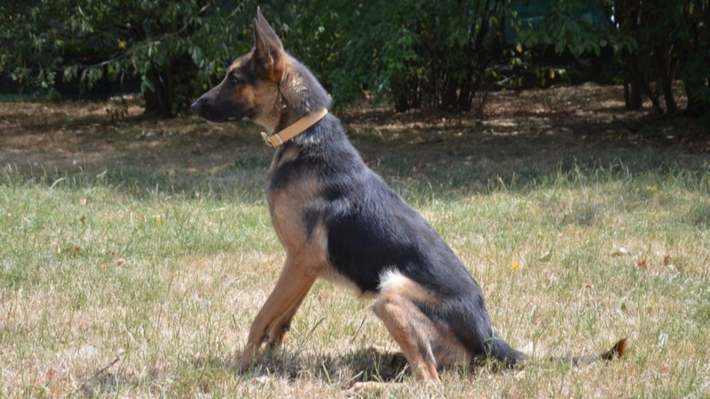 Loki - Chien à adopter - photo 2