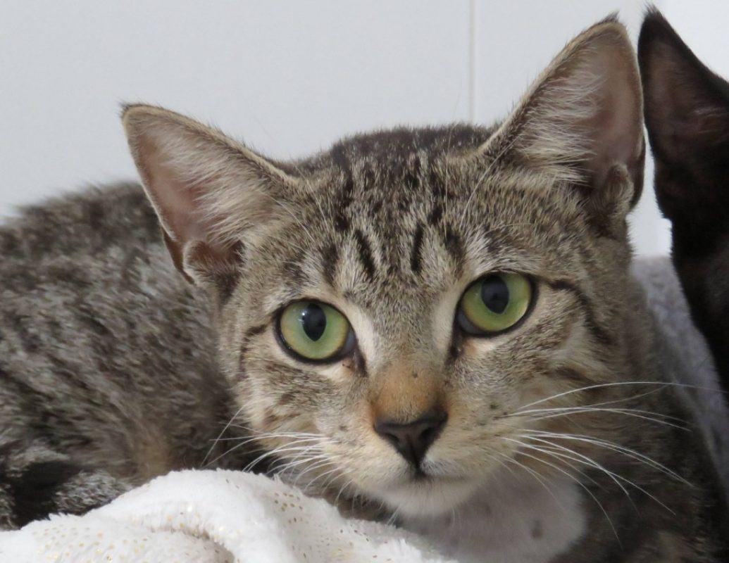 Bulle - Chat Européen à adopter