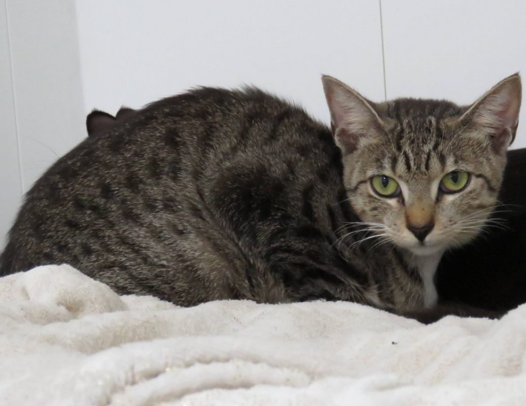 Bulle - Chat Européen à adopter - photo 2