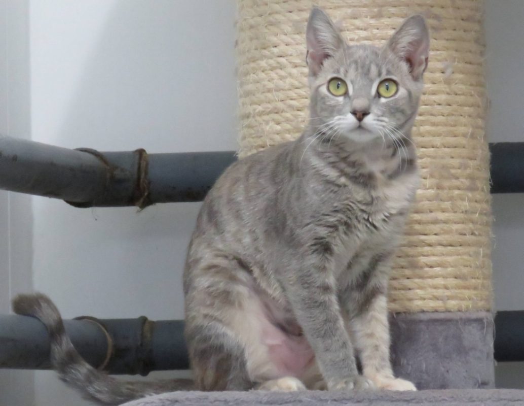 Bella - Chat Européen à adopter