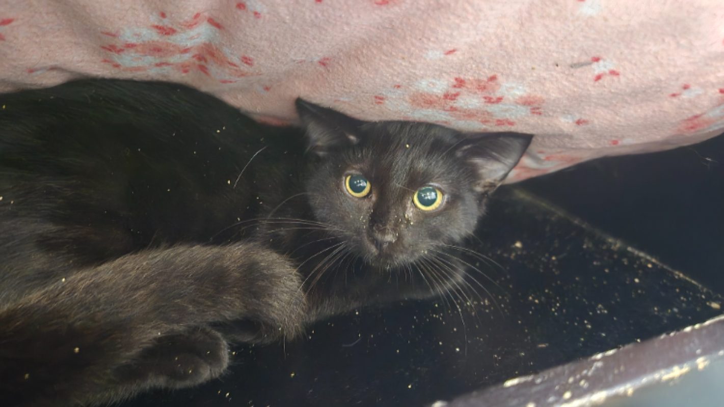 Soso - Chat Européen à adopter
