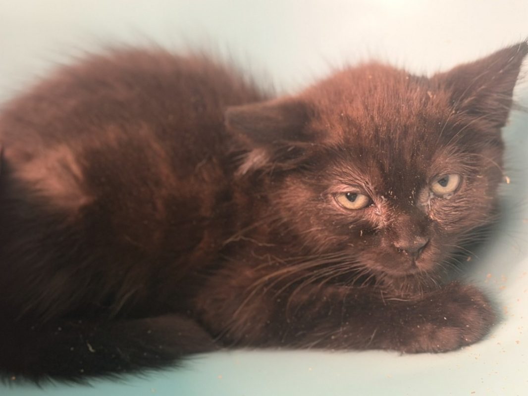 Soso - Chat Européen à adopter - photo 2
