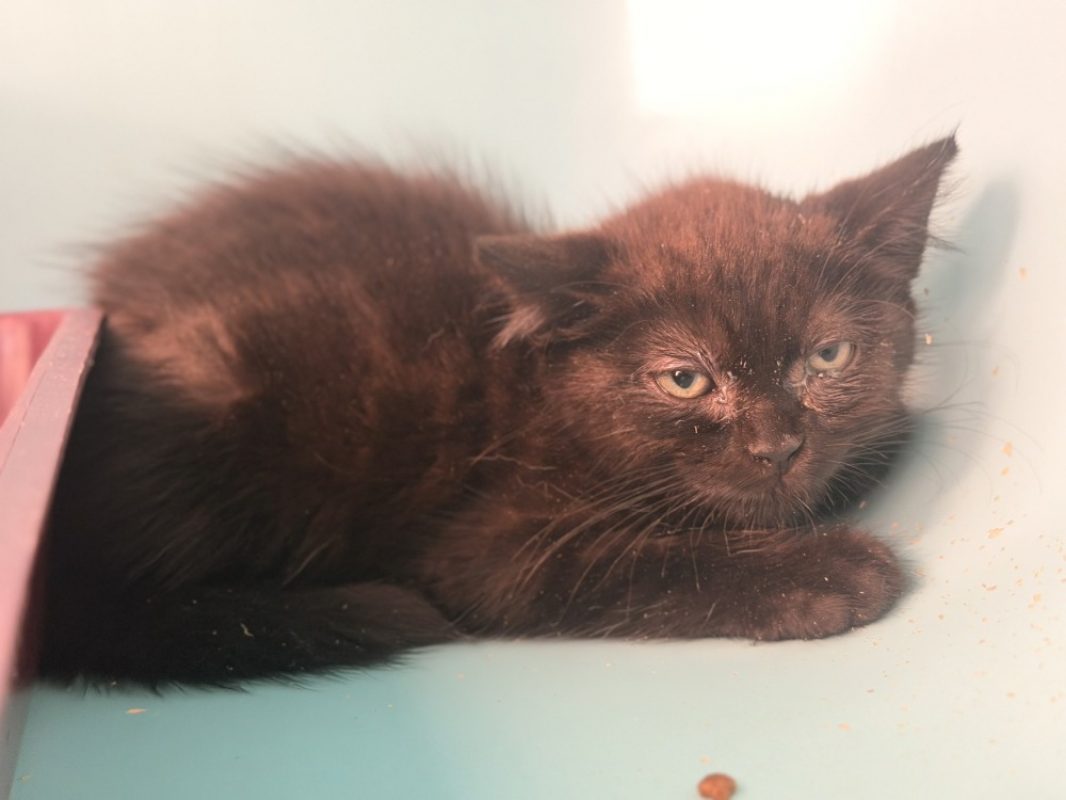 Soso - Chat Européen à adopter - photo 3