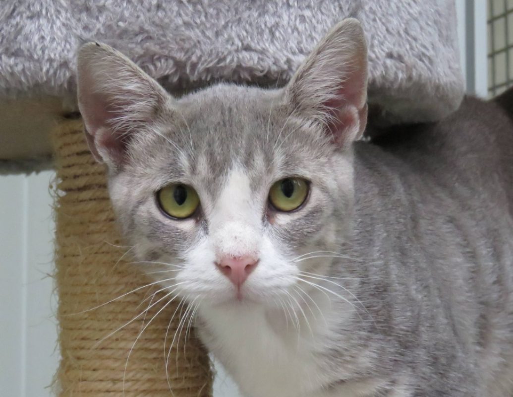 Bala - Chat Européen à adopter