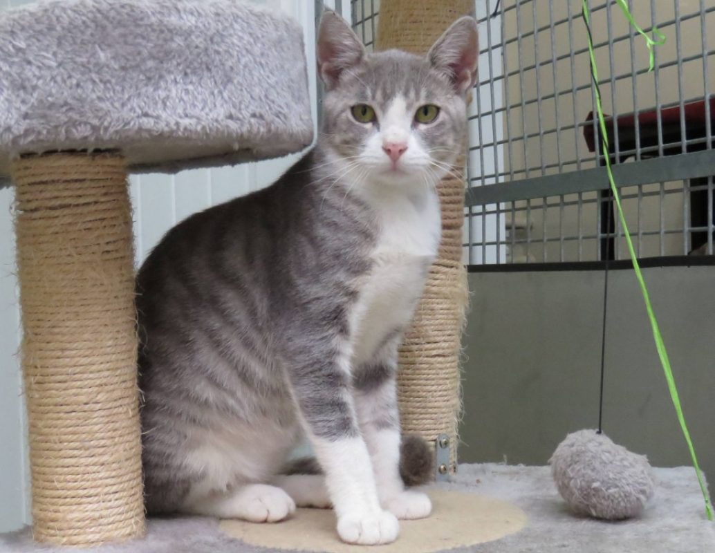 Bala - Chat Européen à adopter - photo 2