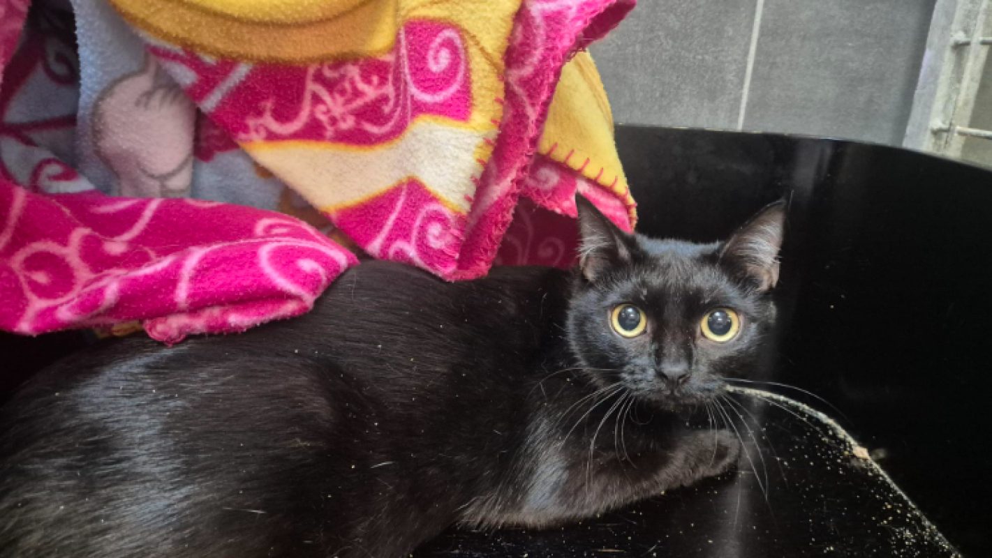 Miaougarita - Chat Européen à adopter