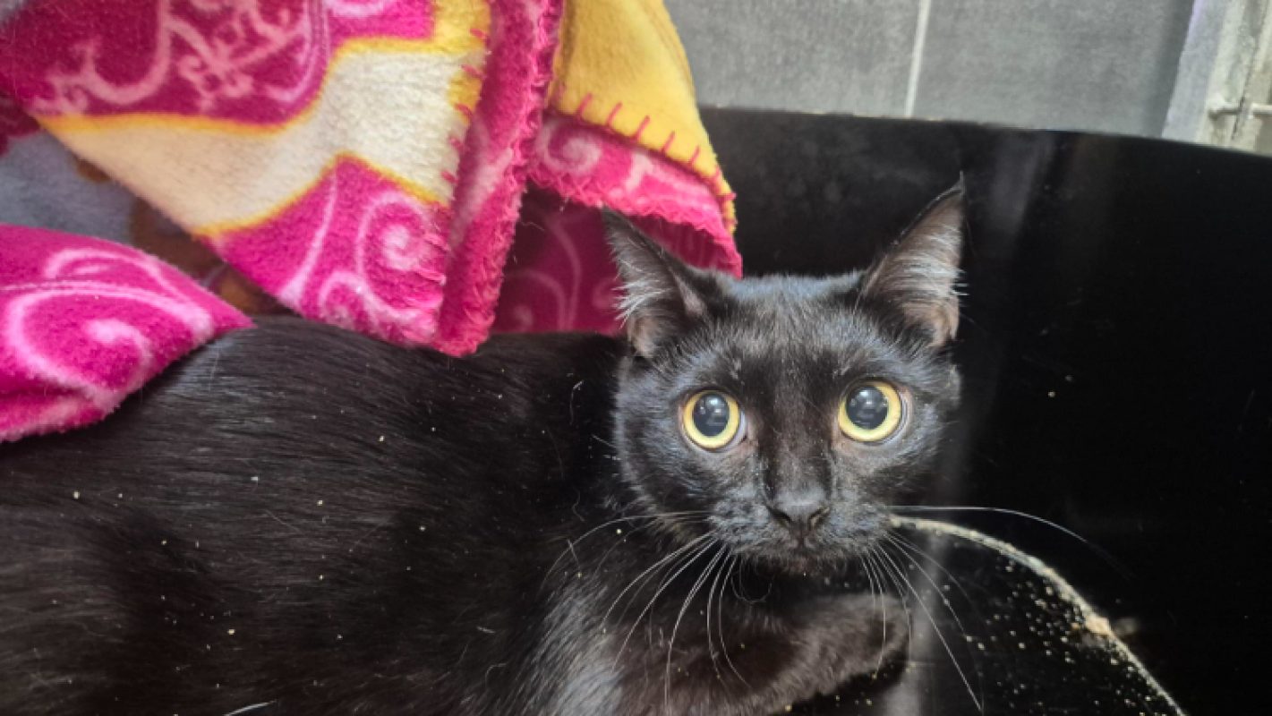 Miaougarita - Chat Européen à adopter - photo 2