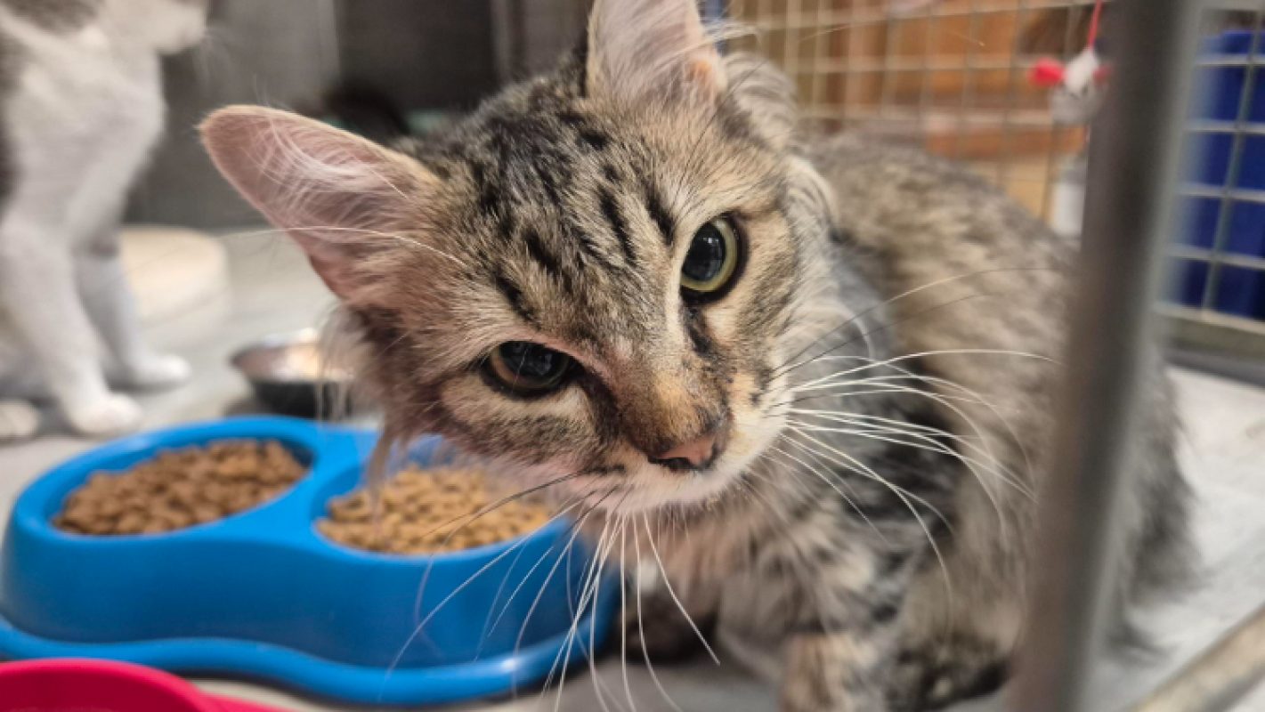 Visenya - Chat Européen à adopter