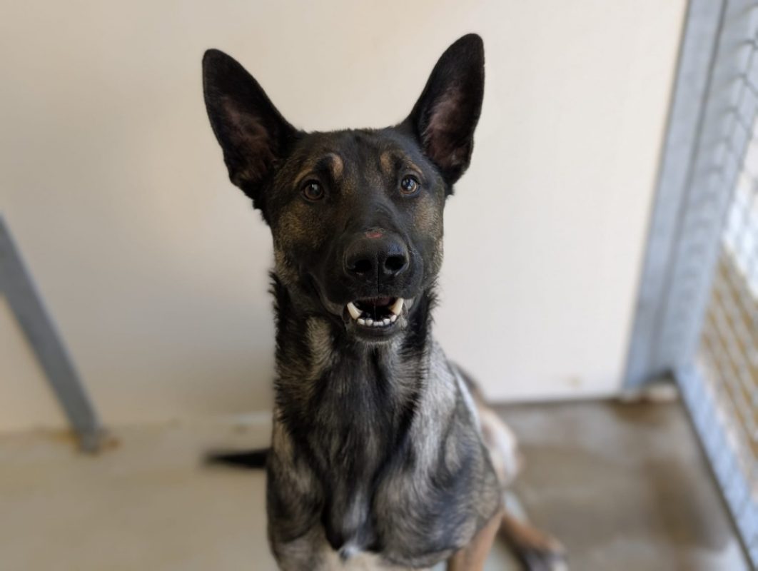 Patchy - Chien Berger Belge Malinois à adopter