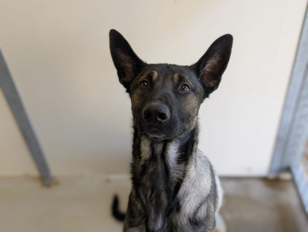 Patchy - Chien Berger Belge Malinois à adopter - photo 2