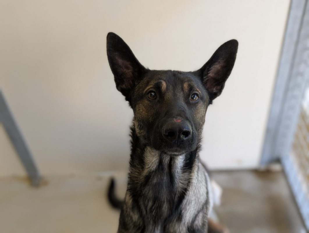 Patchy - Chien Berger Belge Malinois à adopter - photo 3