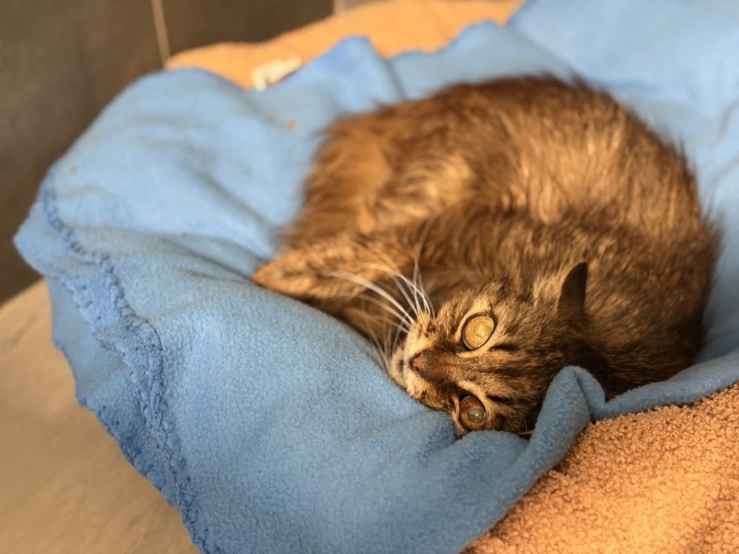 Candela - Chat Européen à adopter