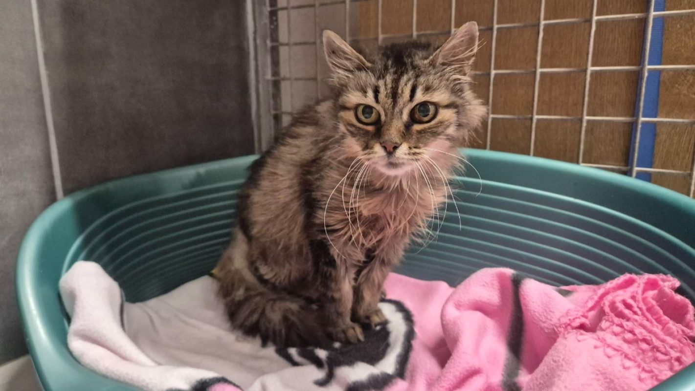 Candela - Chat Européen à adopter - photo 2