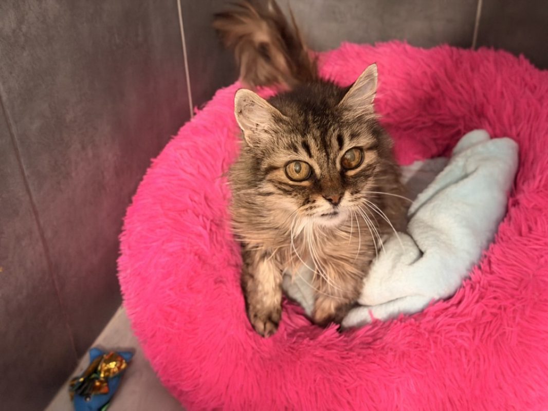 Candela - Chat Européen à adopter - photo 3