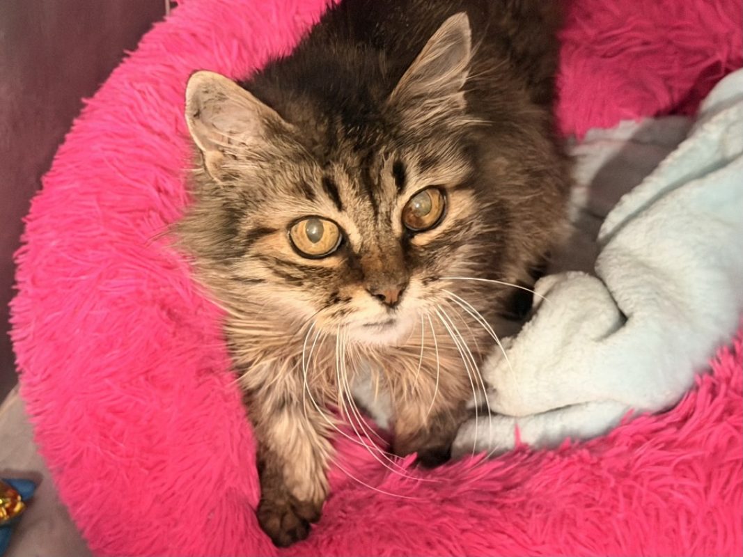 Candela - Chat Européen à adopter - photo 4