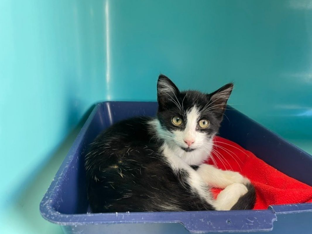 Virgule - Chat Européen à adopter