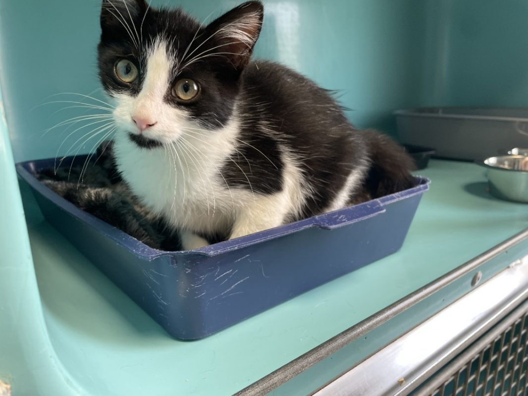Virgule - Chat Européen à adopter - photo 2