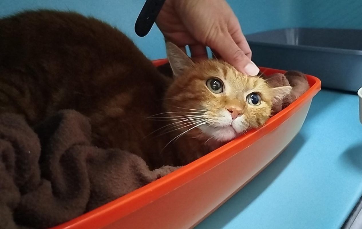 Caramel - Chat Européen à adopter
