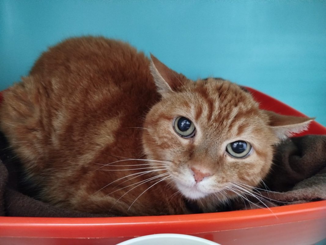 Caramel - Chat Européen à adopter - photo 2