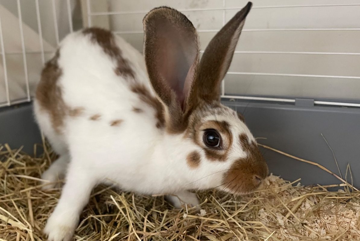 Carotte - Rongeur Lapin à adopter