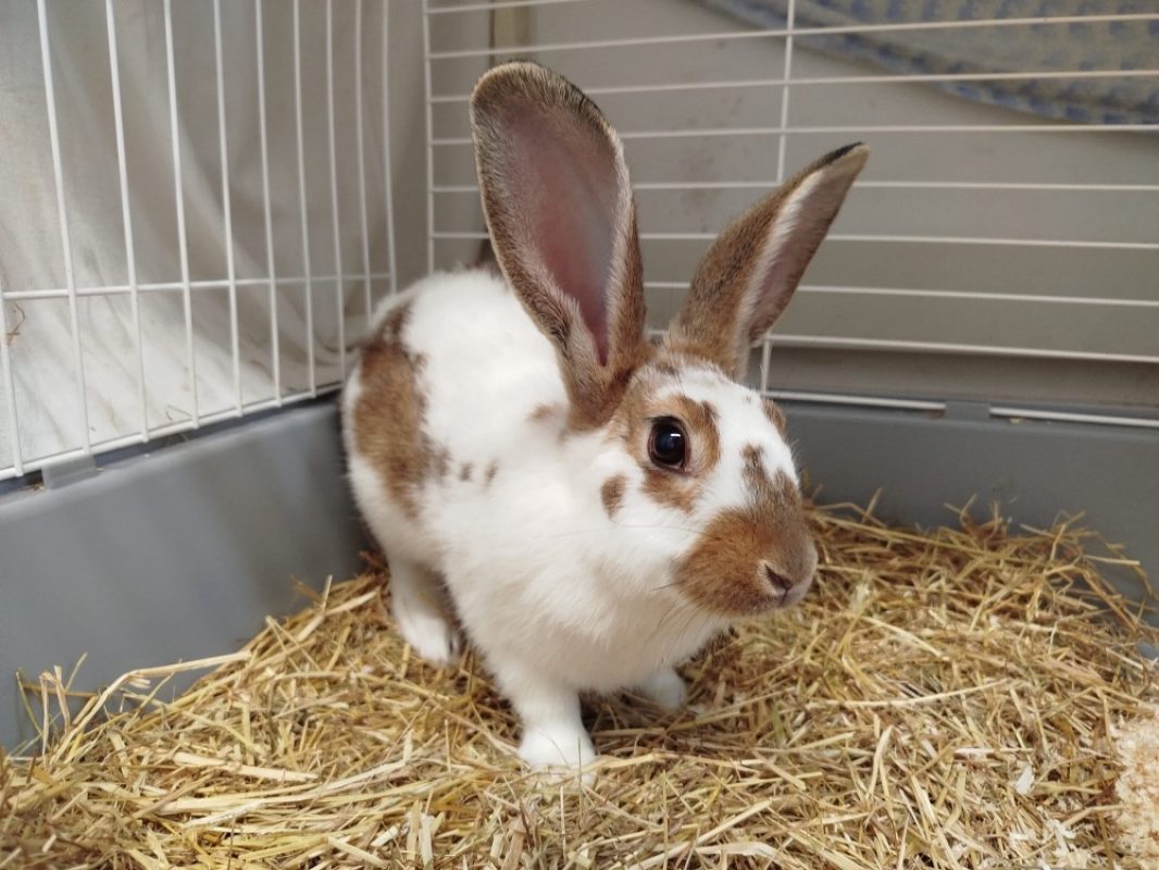 Carotte - Rongeur Lapin à adopter - photo 2