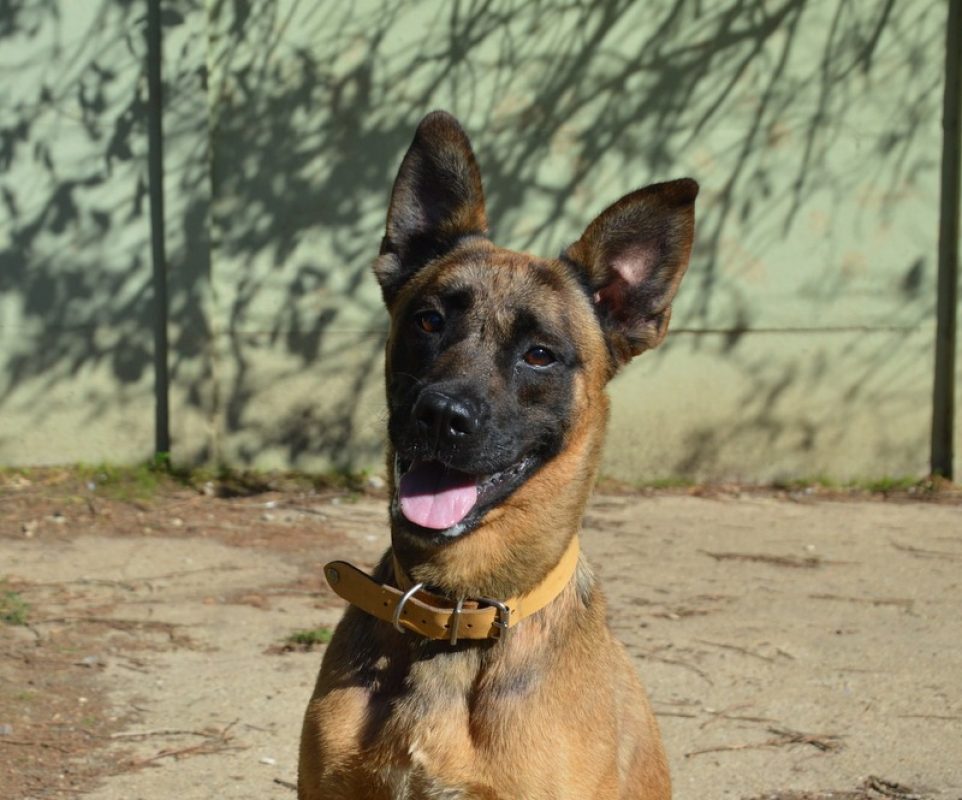 Allie - Chien Berger Belge Malinois à adopter