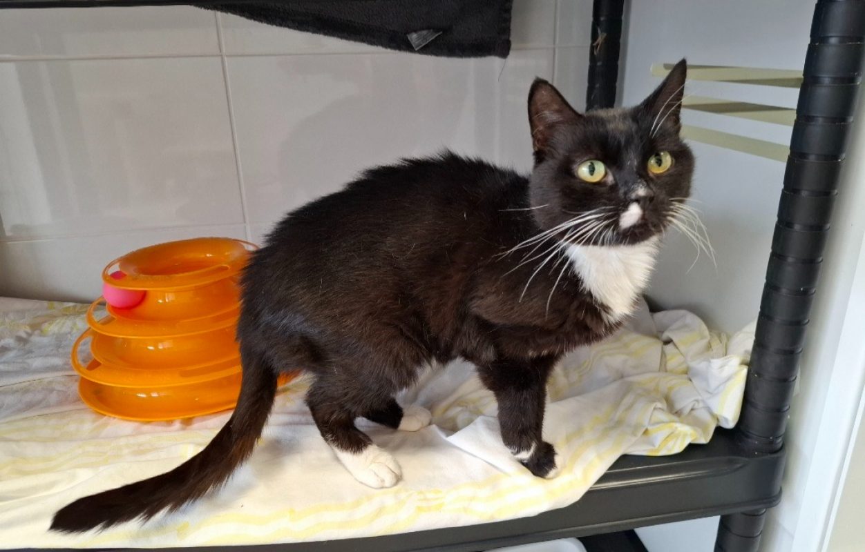 Pistache - Chat Européen à adopter