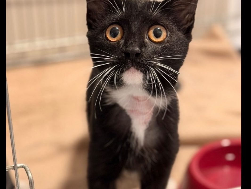 Zaia - Chat Européen à adopter