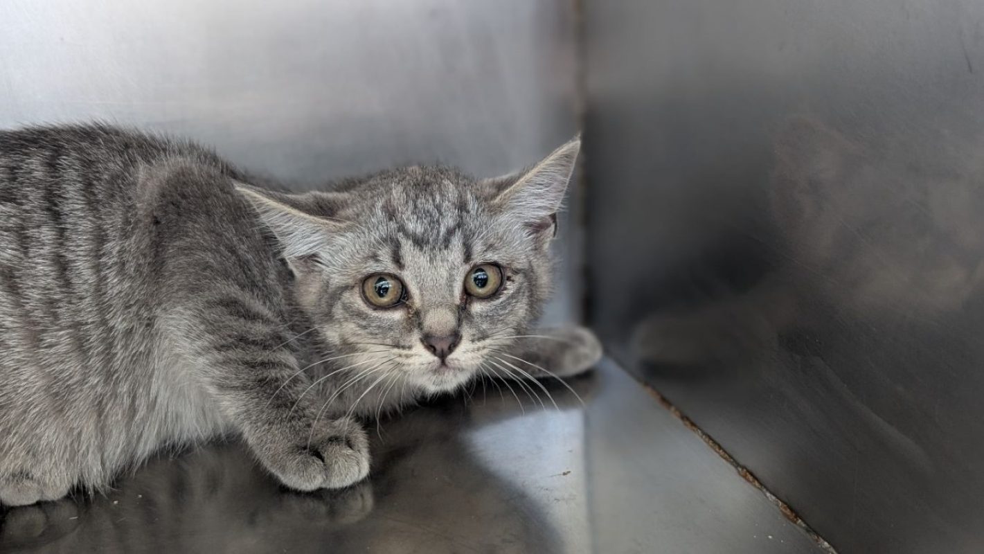 Nué - Chat Européen à adopter