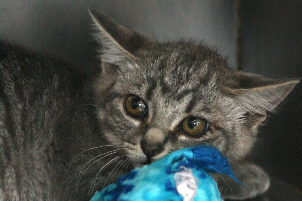 Nué - Chat Européen à adopter - photo 2
