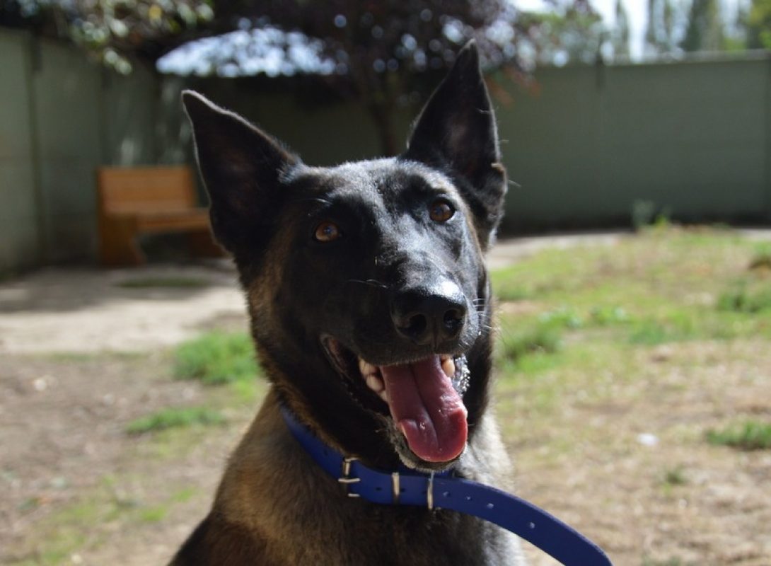 Siena - Chien Berger Belge Malinois à adopter