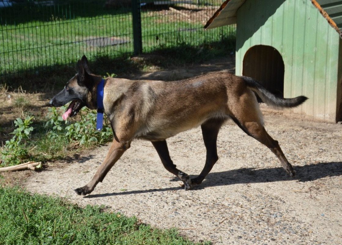 Siena - Chien Berger Belge Malinois à adopter - photo 2