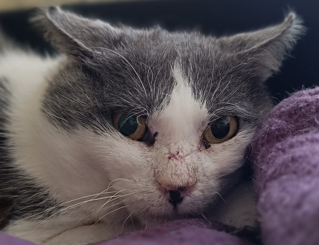 Kazh - Chat Européen à adopter