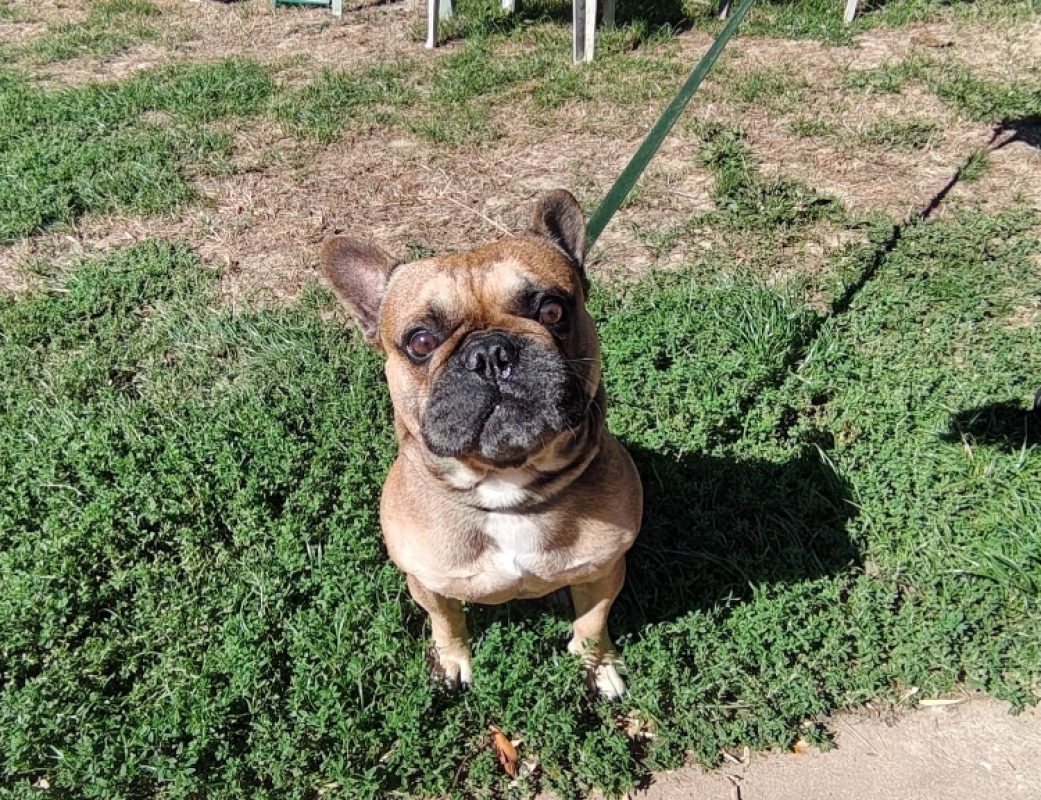 Tango - Chien Bouledogue Français à adopter