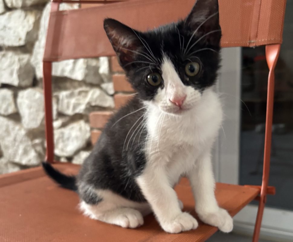 Tim - Chat Européen à adopter