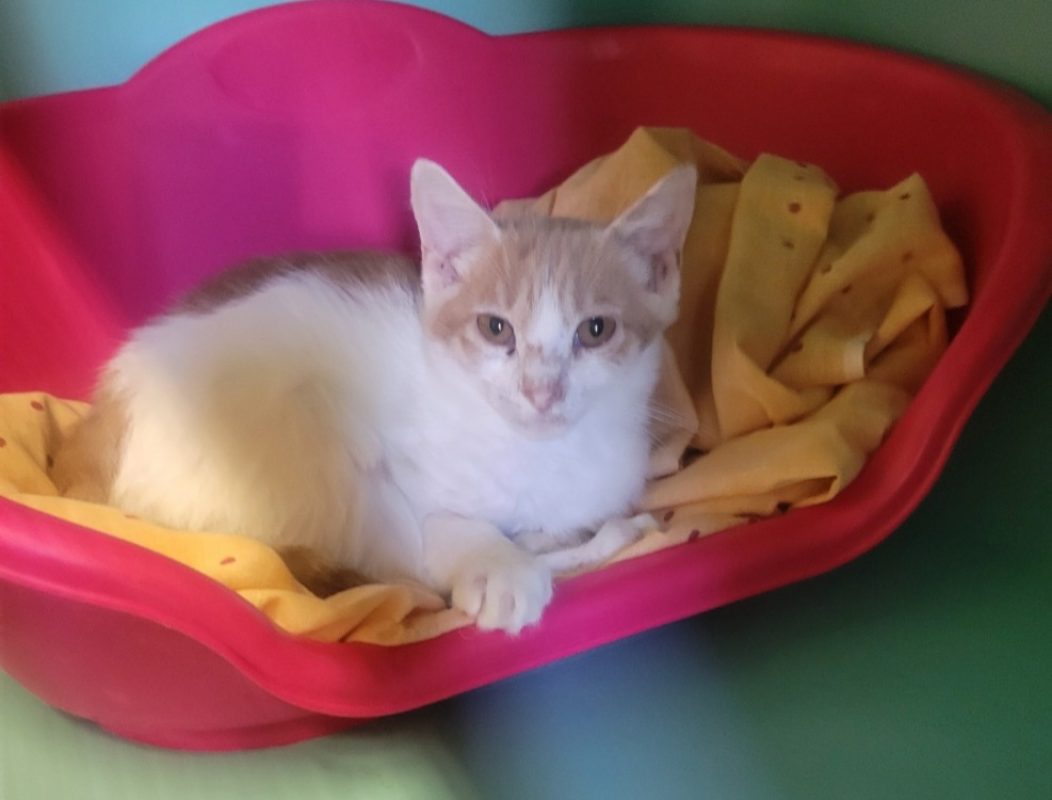 Mars - Chat Européen à adopter