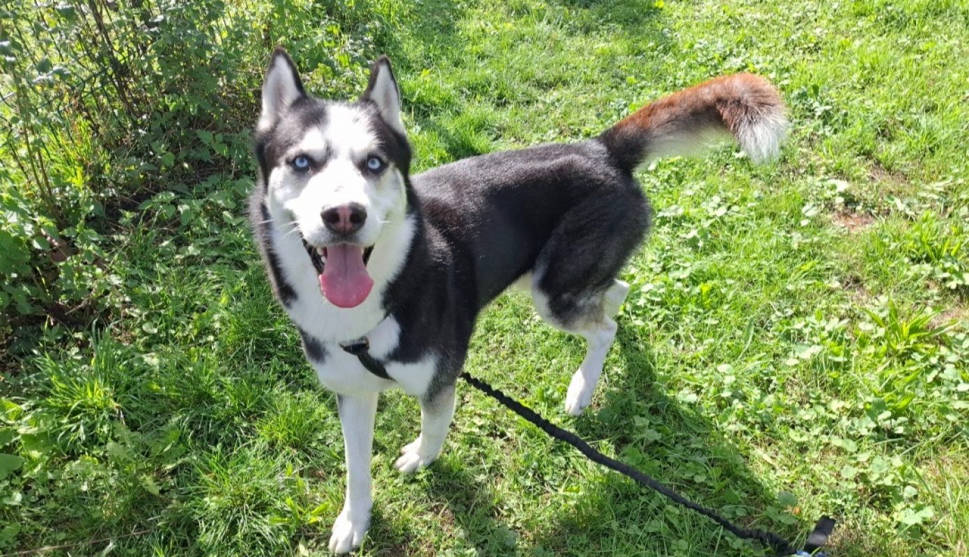 Thanos - Chien Husky Sibérien à adopter