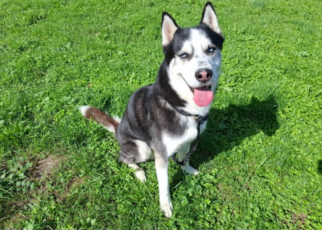 Thanos - Chien Husky Sibérien à adopter - photo 2