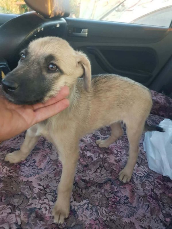 Velveth - Chien à adopter - photo 3