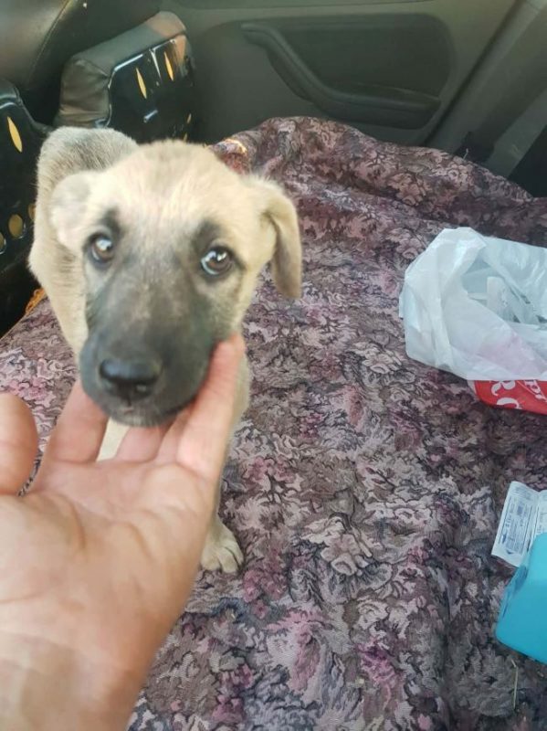 Velveth - Chien à adopter - photo 2