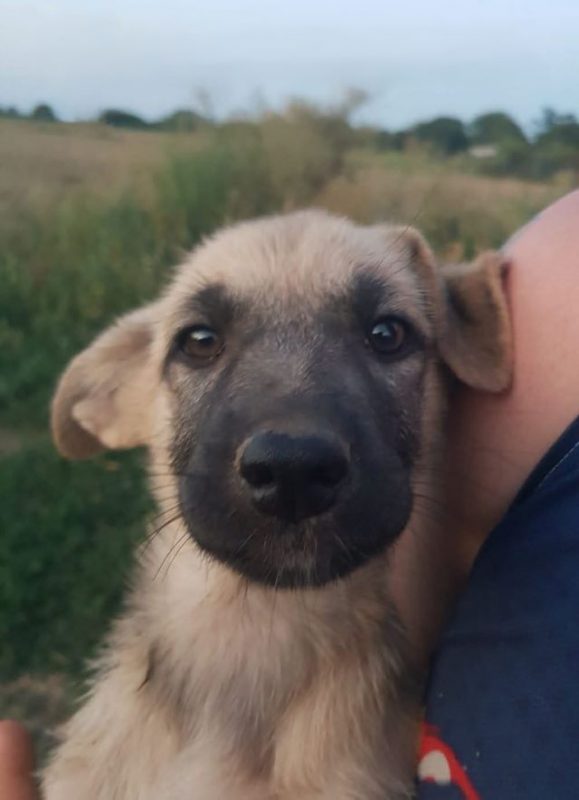 Velveth - Chien à adopter