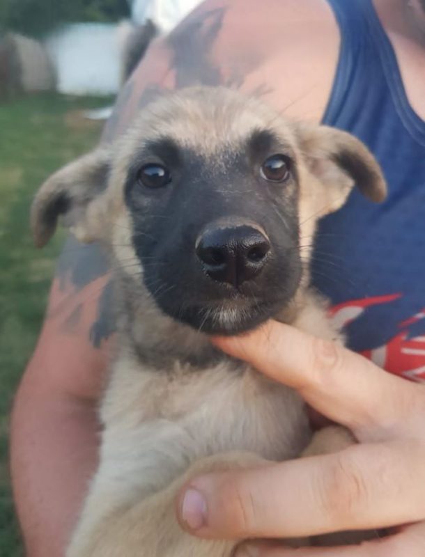 Verveine - Chien à adopter