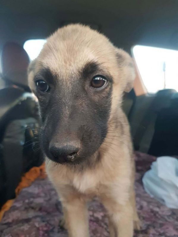Verveine - Chien à adopter - photo 2