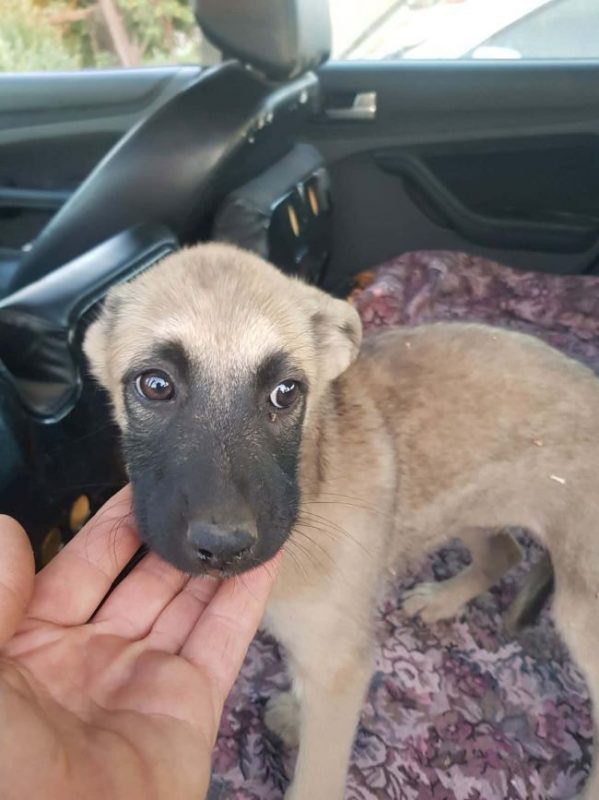 Verveine - Chien à adopter - photo 3