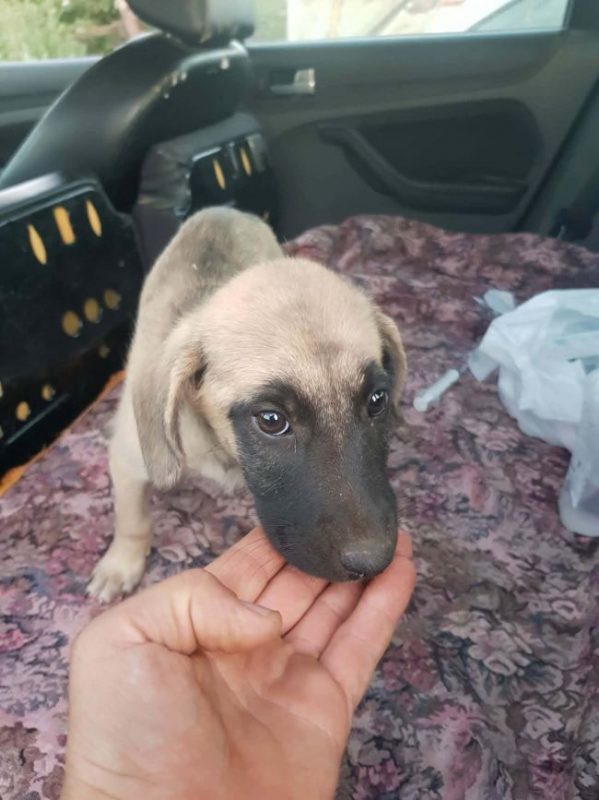 Vick - Chien à adopter - photo 3