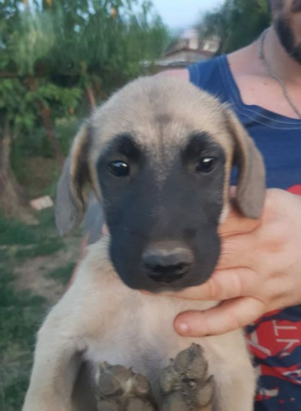 Vick - Chien à adopter