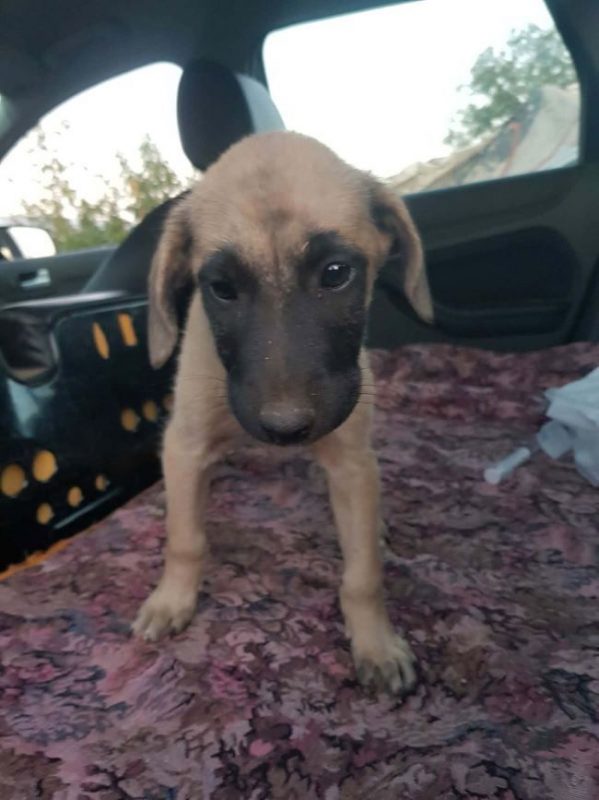 Vick - Chien à adopter - photo 2