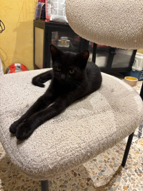Brigitte - Chat Européen à adopter - photo 3