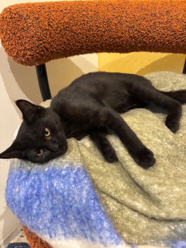 Brigitte - Chat Européen à adopter - photo 2